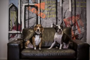 Pet-Friendly Upholstery in Andheri