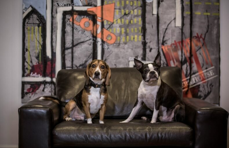 Pet-Friendly Upholstery in Andheri